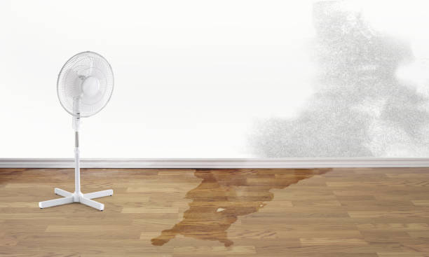 Best Carpet water damage restoration  in Lake Ripley, WI